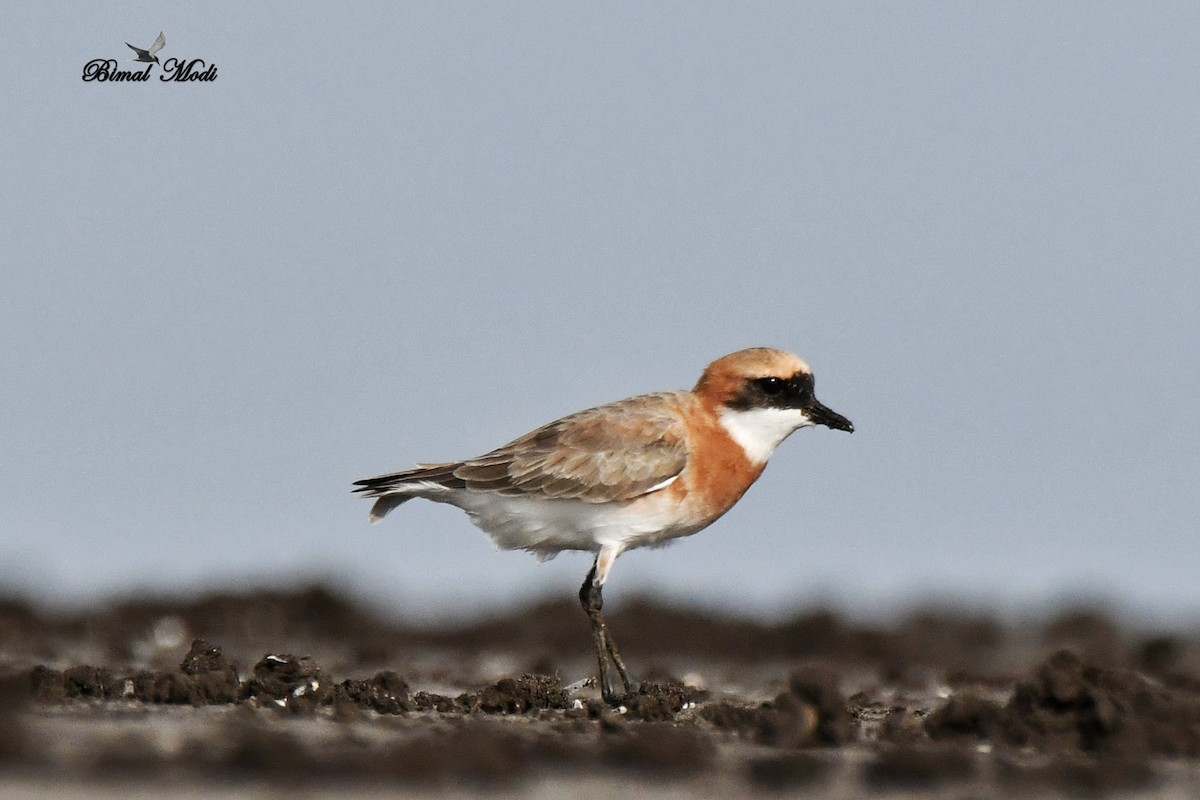 Tibetan Sand-Plover - ML99906211