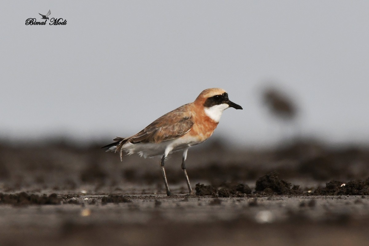 Tibetan Sand-Plover - ML99906221