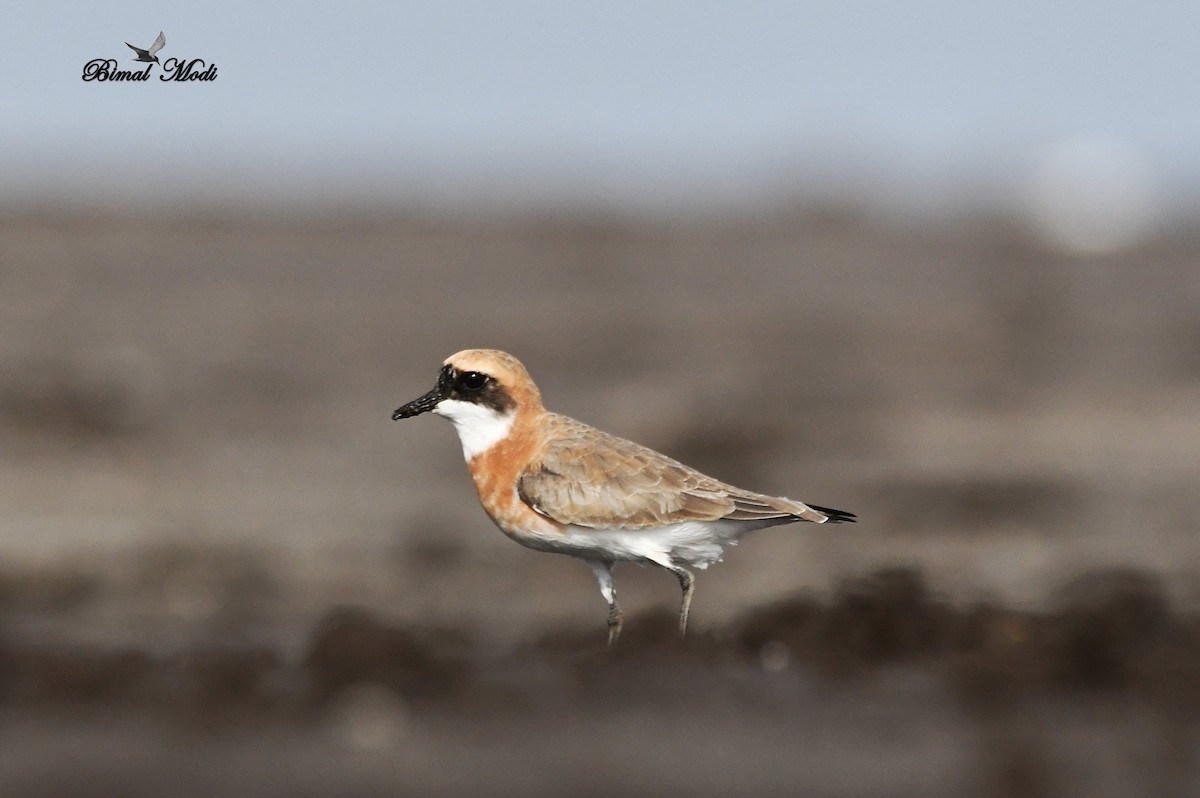 Tibetan Sand-Plover - ML99906261