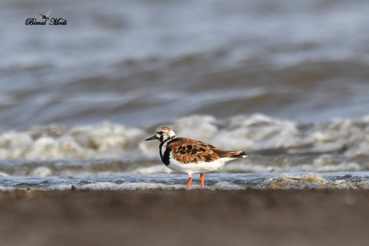 Ruddy Turnstone - ML99906281