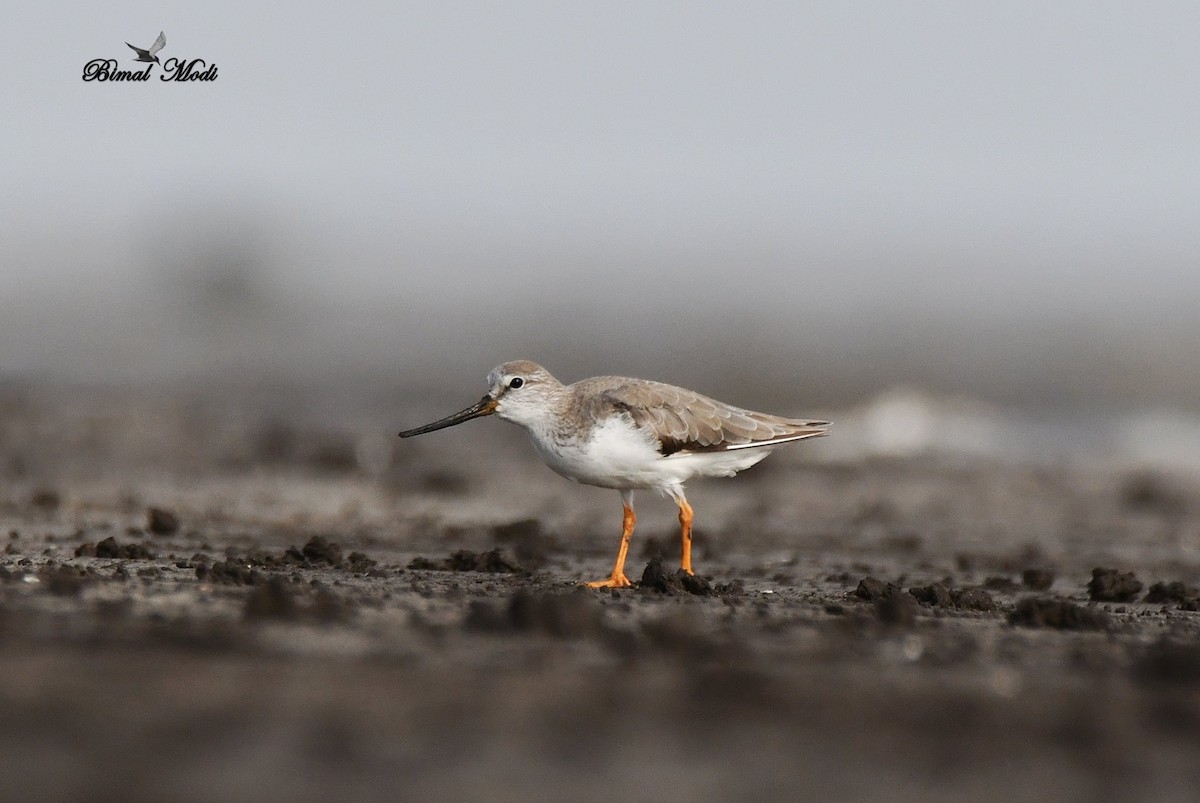 Terek Sandpiper - ML99906301