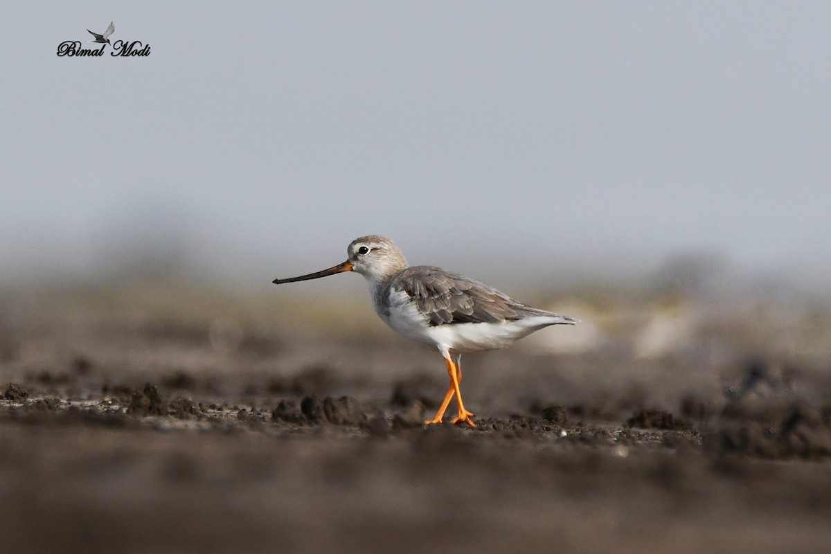 Terek Sandpiper - ML99906311