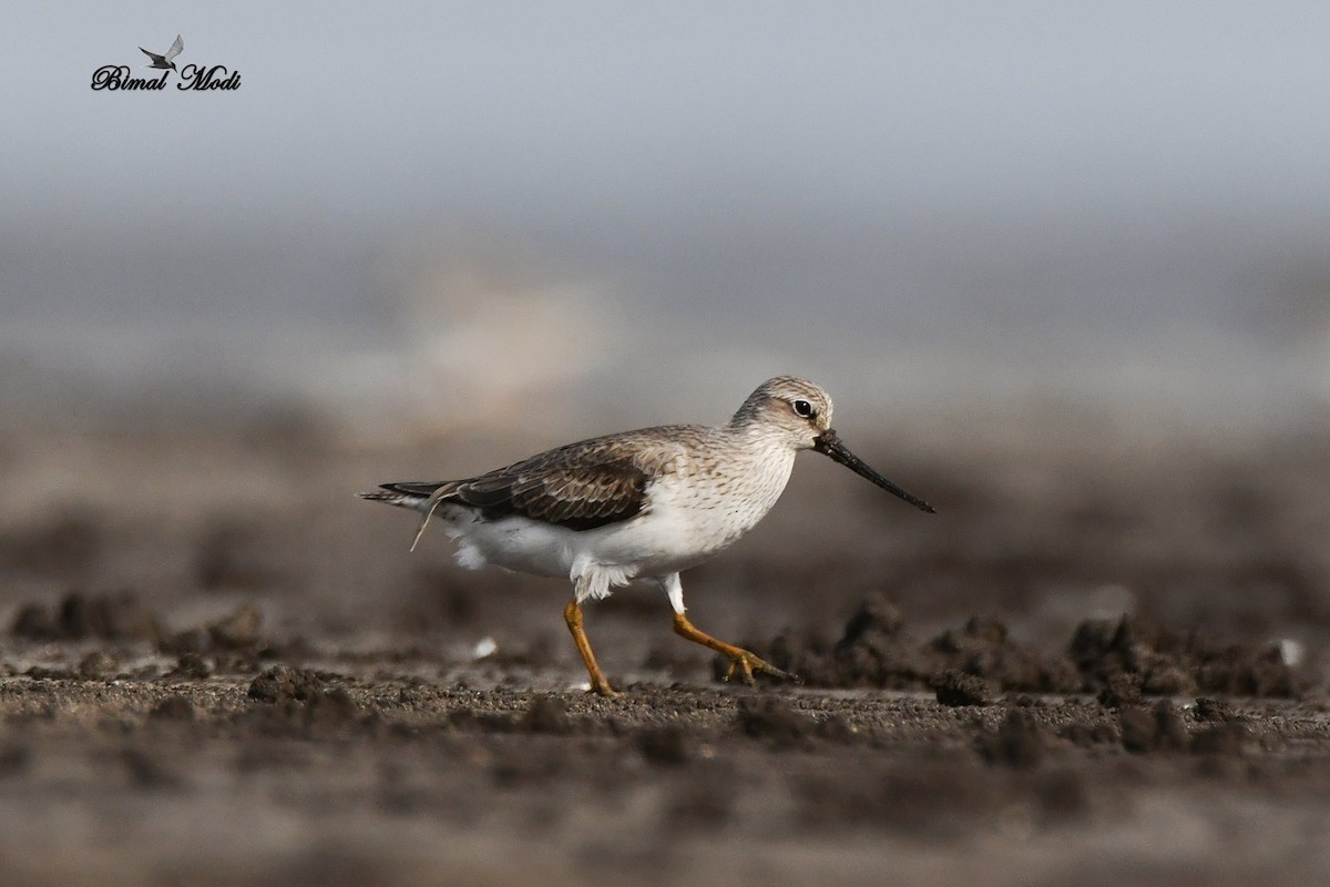 Terek Sandpiper - Bimal Modi