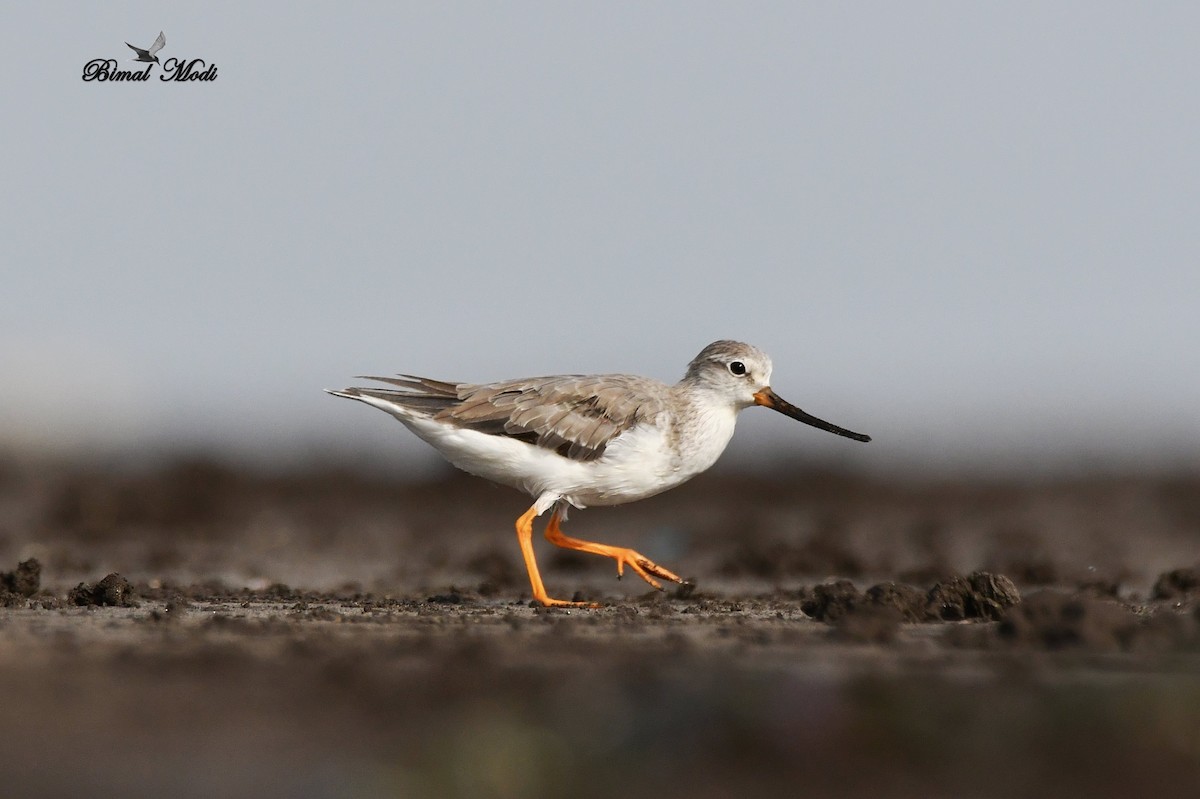 Terek Sandpiper - ML99906331