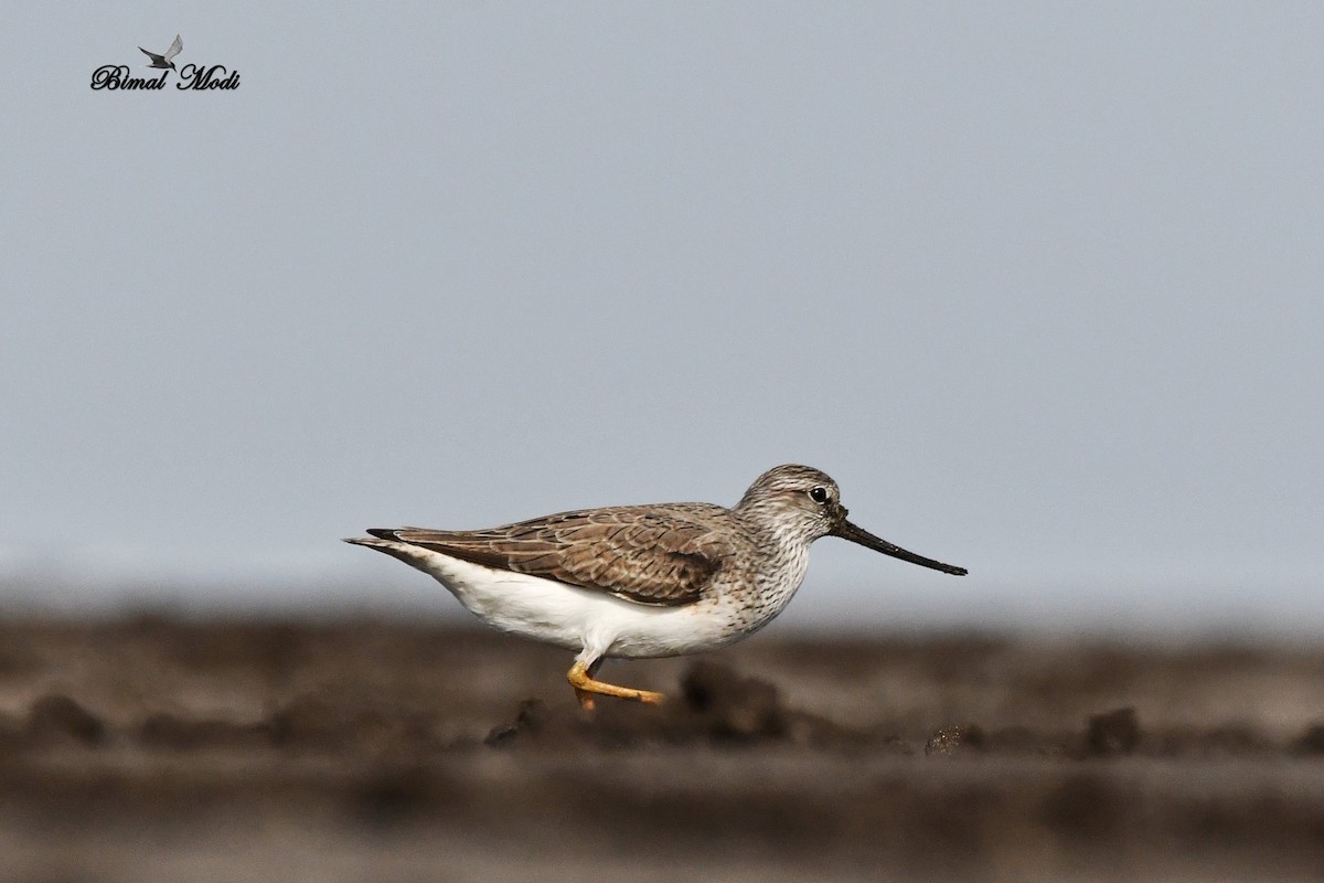 Terek Sandpiper - Bimal Modi