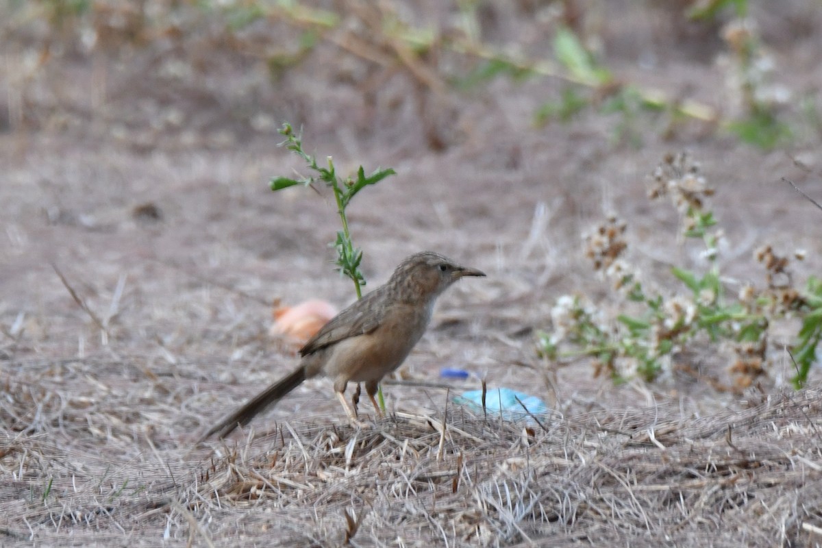 Common Babbler - ML99906361