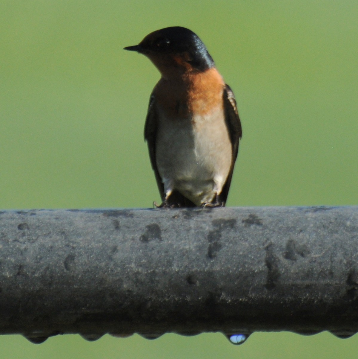 Welcome Swallow - ML99906501