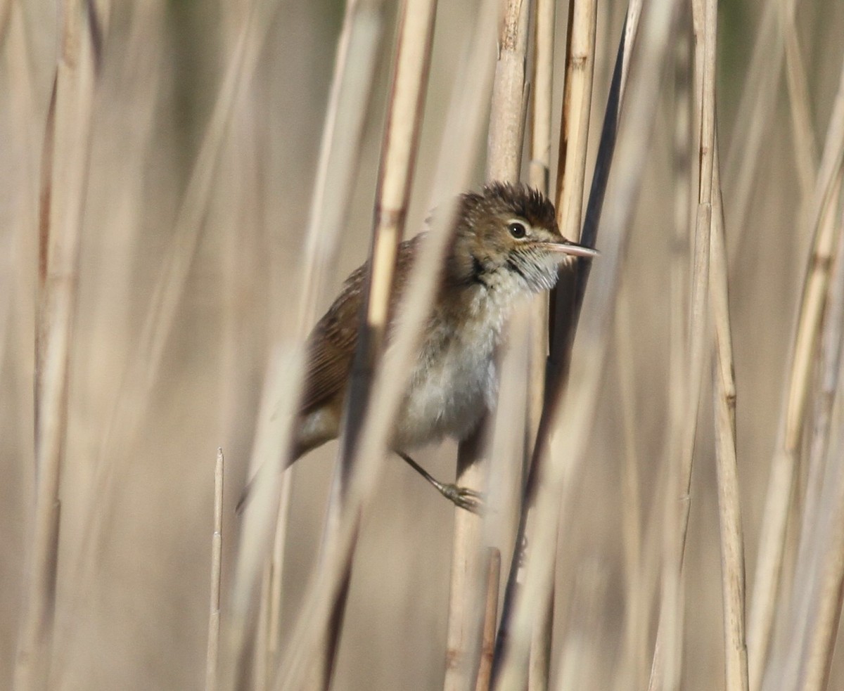 Common Reed Warbler - ML99907831