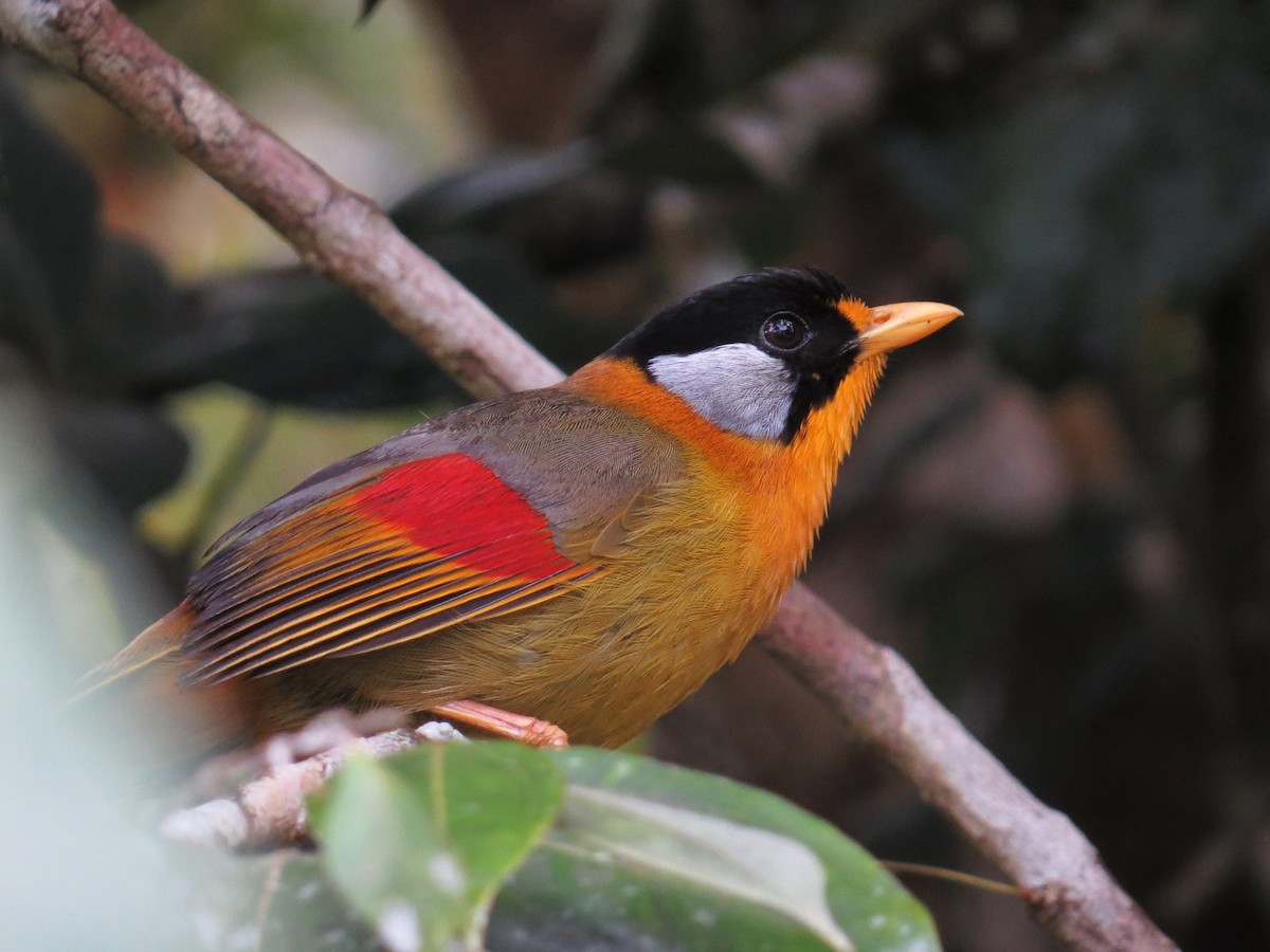 Silver-eared Mesia - George Inocencio