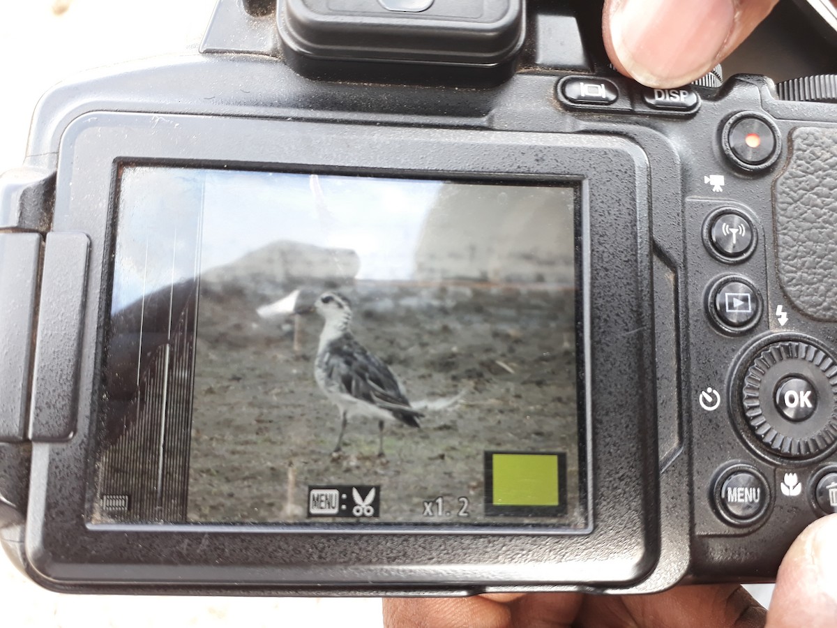 Red Phalarope - ML99908631