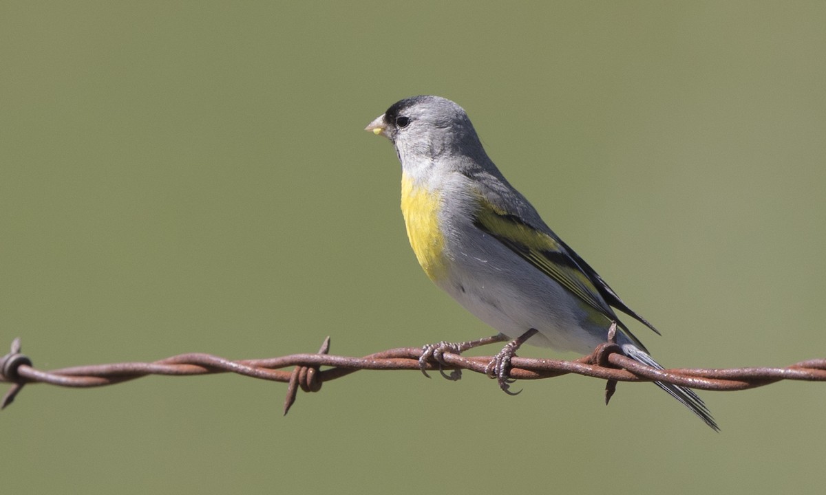 Lawrence's Goldfinch - ML99909811