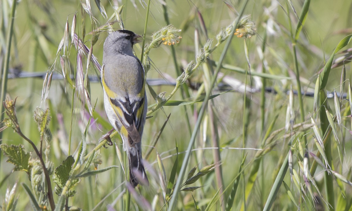 Lawrence's Goldfinch - ML99909821