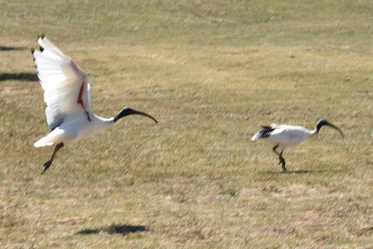 Australian Ibis - ML99910571