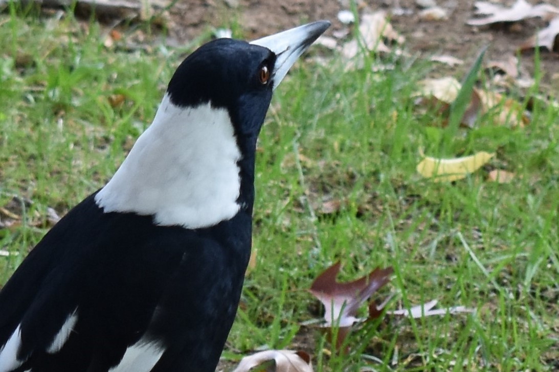 Australian Magpie (Black-backed) - ML99910721