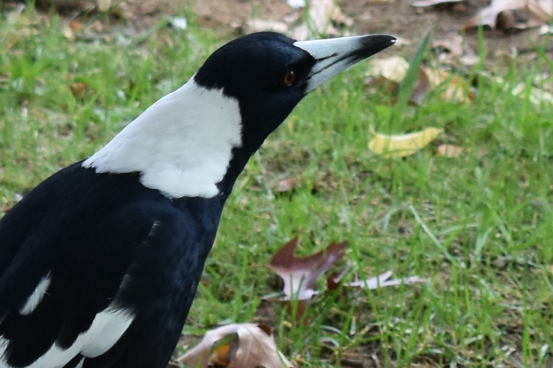 Australian Magpie (Black-backed) - ML99910731