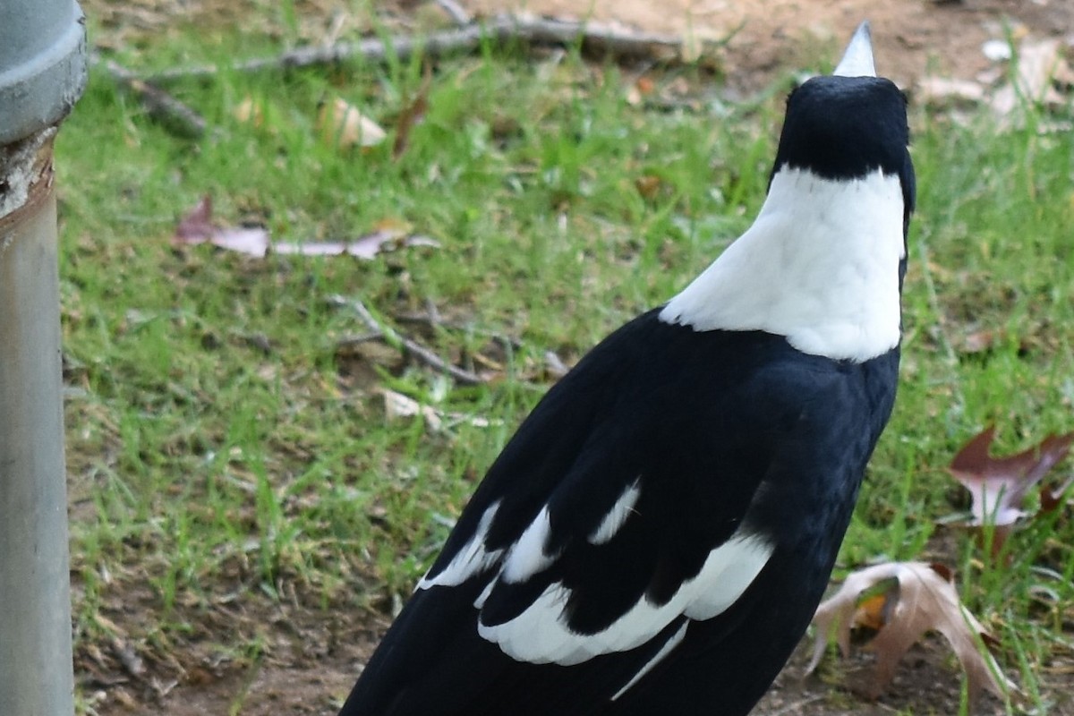Australian Magpie (Black-backed) - ML99910741