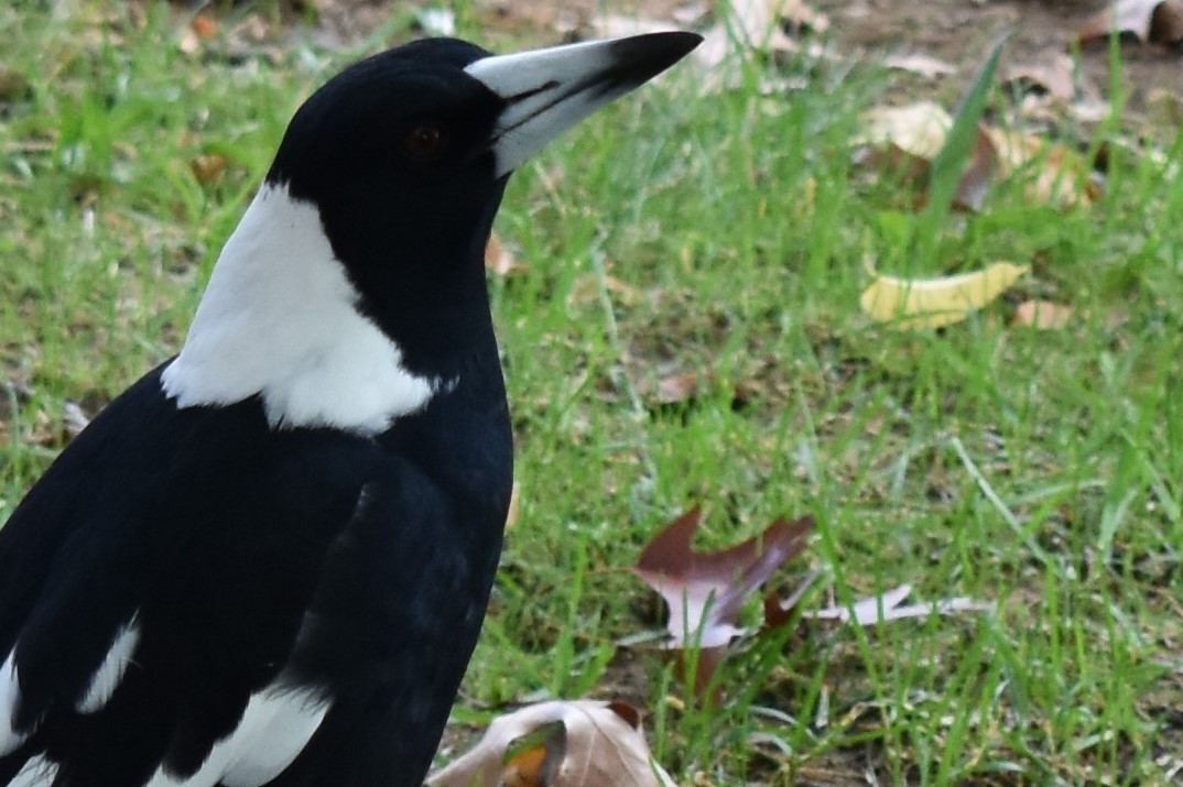 Australian Magpie (Black-backed) - ML99910751