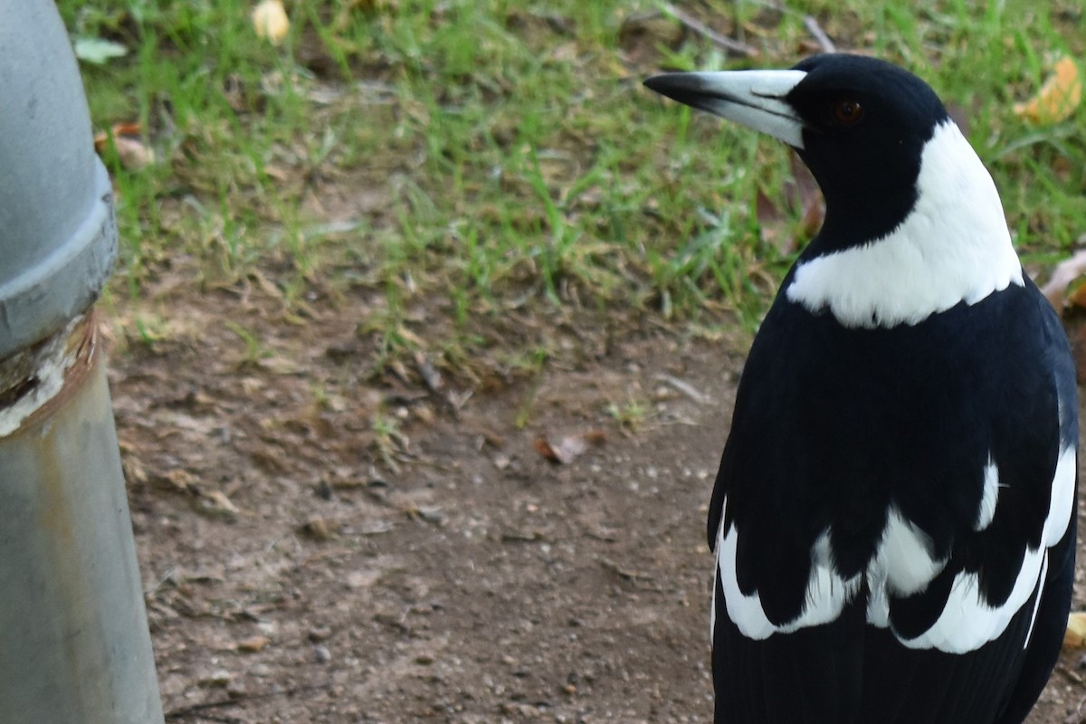 Australian Magpie (Black-backed) - ML99910761