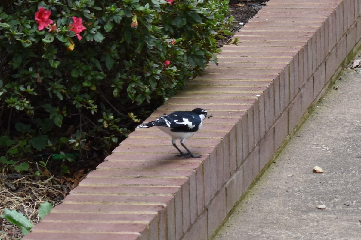 Magpie-lark - ML99910871