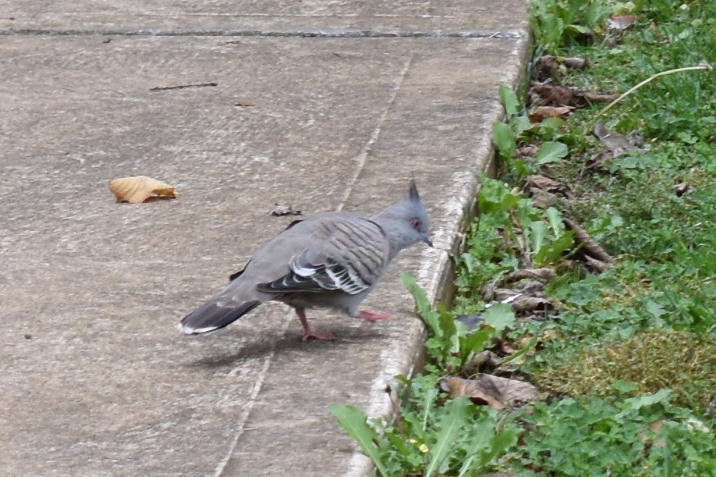Crested Pigeon - ML99911061