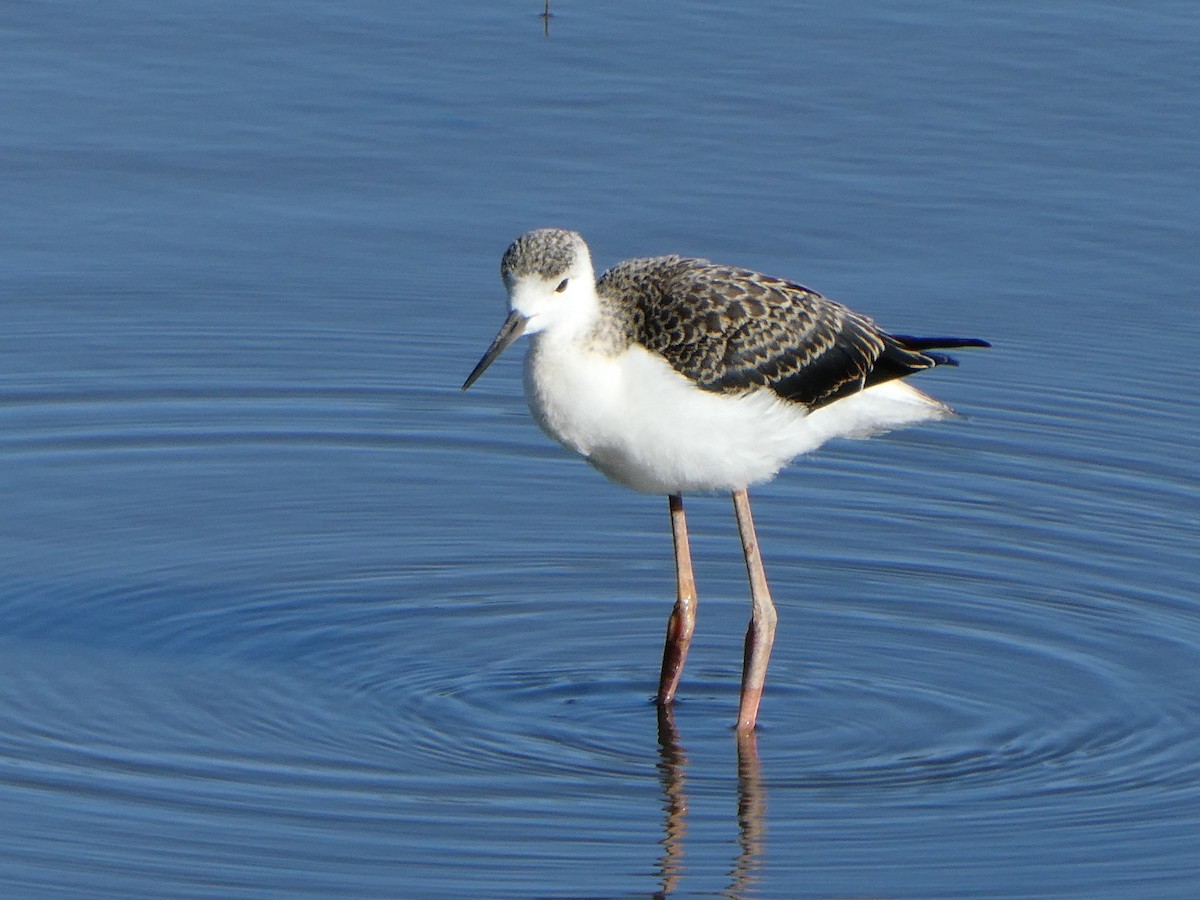 Pied Stilt - ML99911771