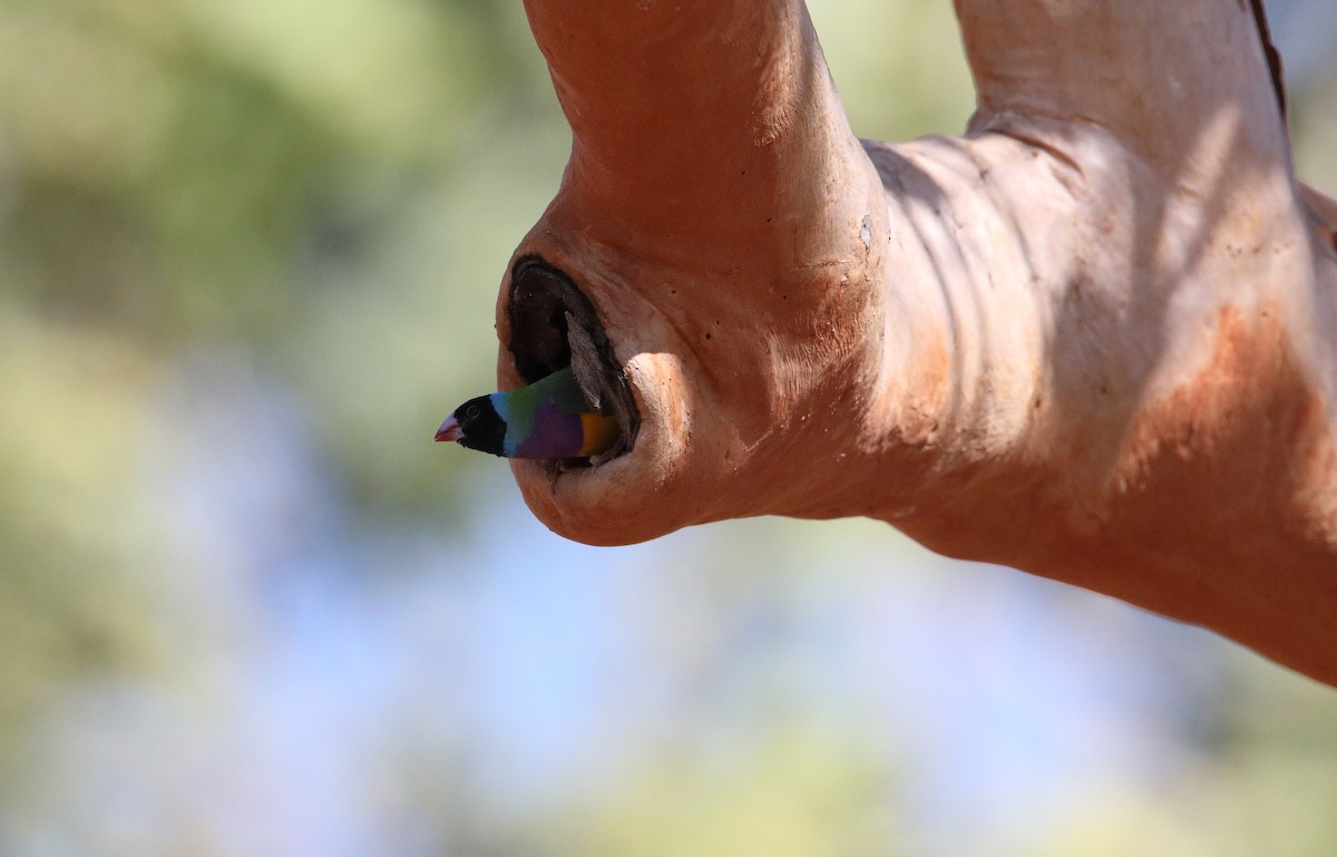 Gouldian Finch - ML99912571