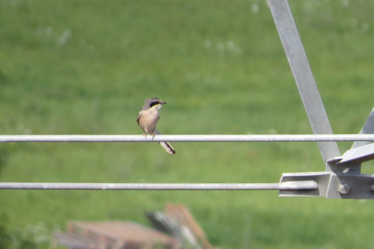 Iberian Gray Shrike - ML99912921