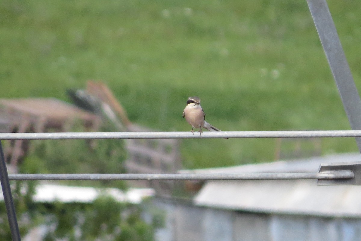 Iberian Gray Shrike - ML99912931