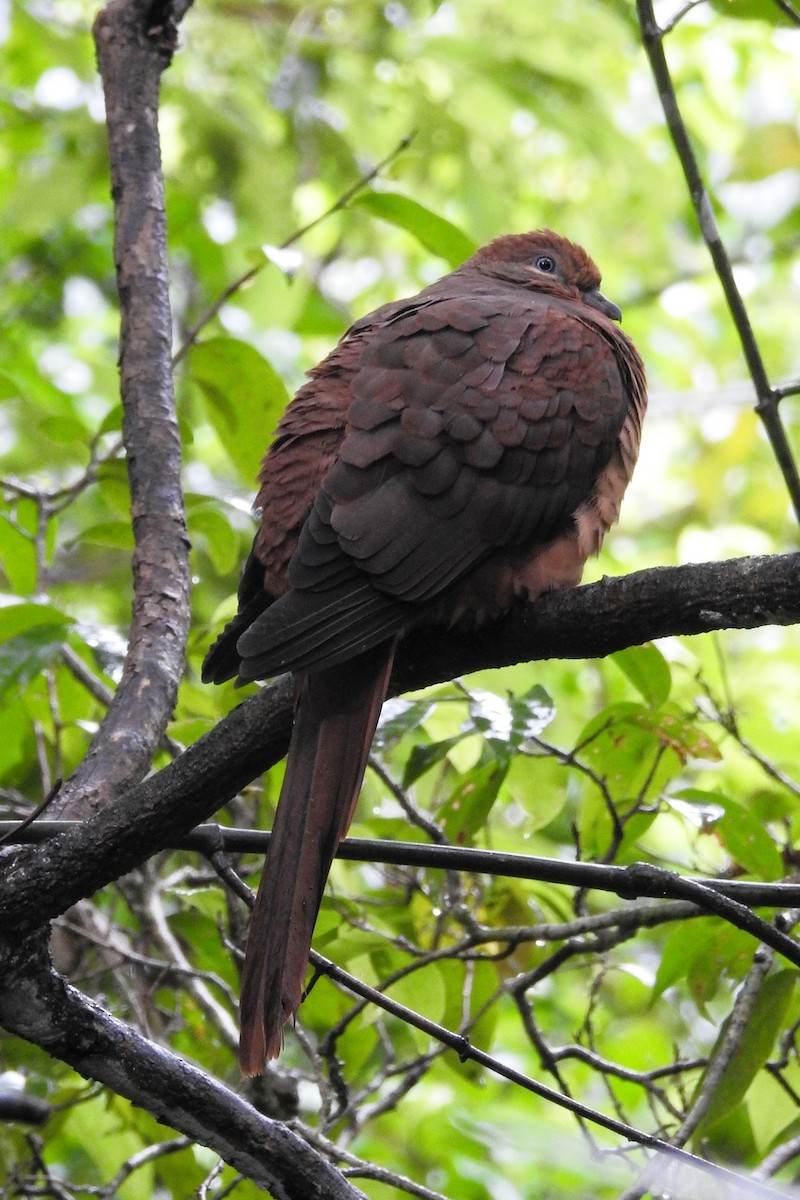 Brown Cuckoo-Dove - ML99916571