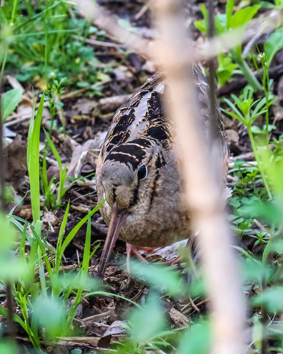 American Woodcock - ML99916931