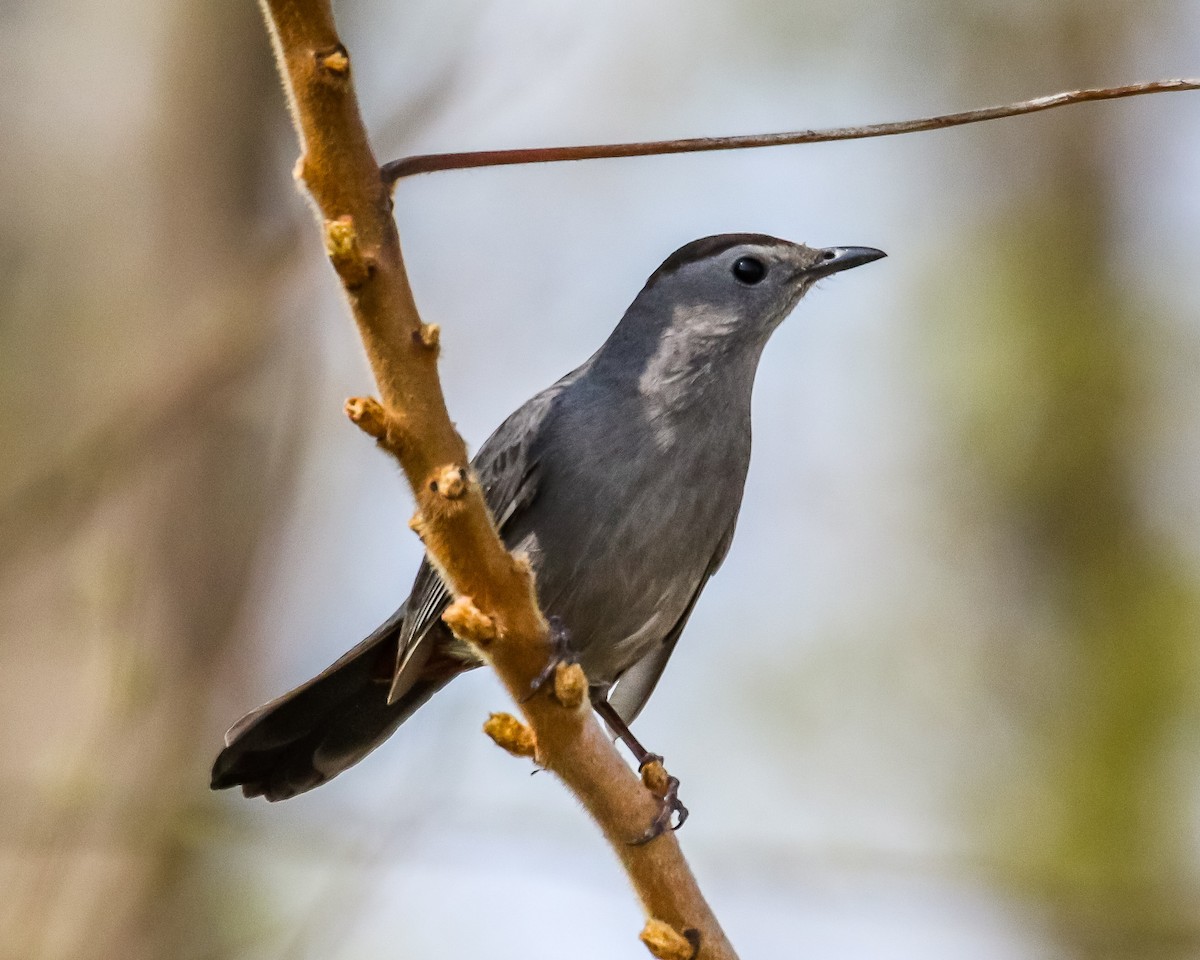 Pájaro Gato Gris - ML99917031