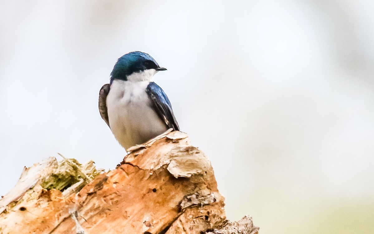 Golondrina Bicolor - ML99917211