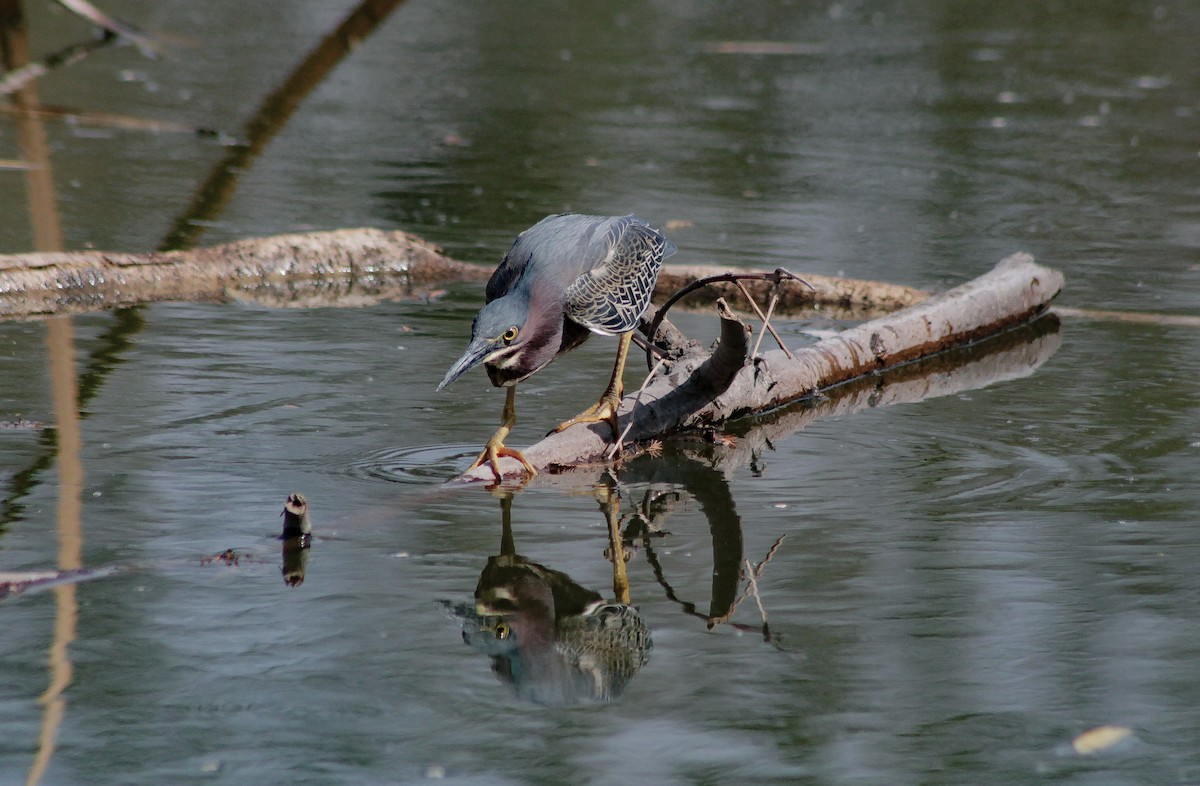 Green Heron - ML99918071