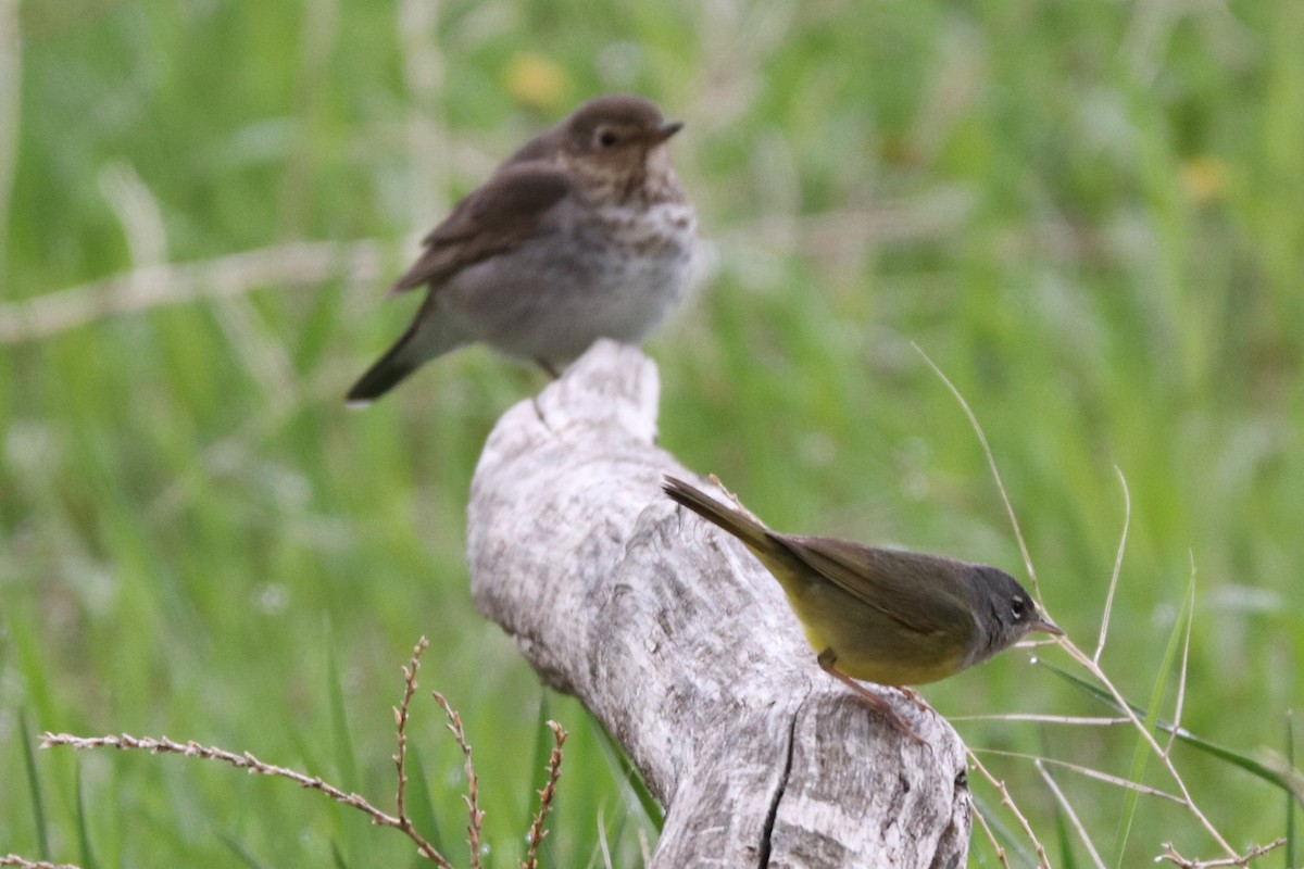 MacGillivray's Warbler - ML99918911