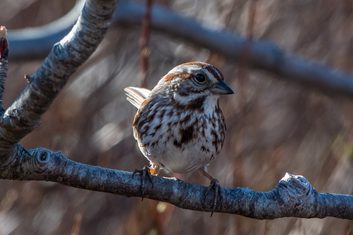 Song Sparrow - Frank King