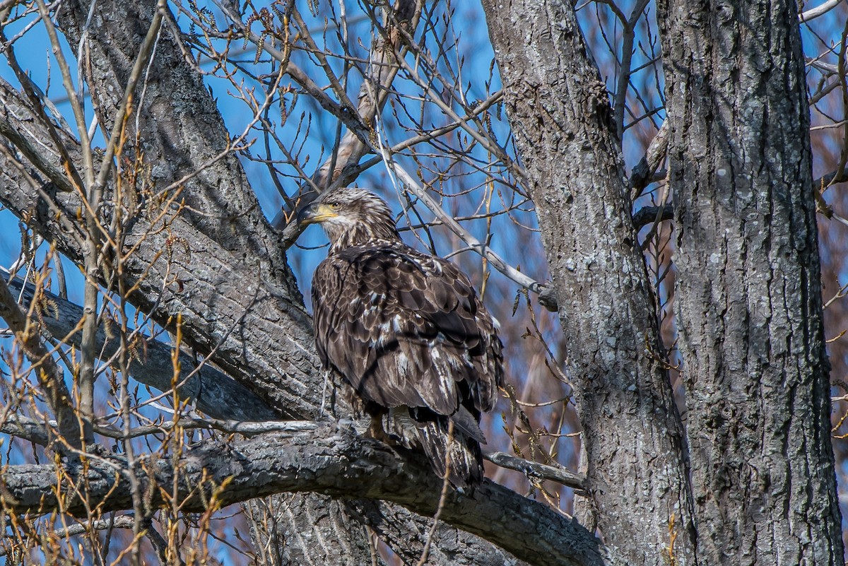 Bald Eagle - Frank King