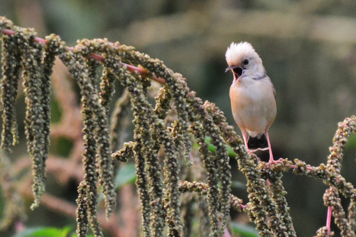 Golden-headed Cisticola - ML99920961