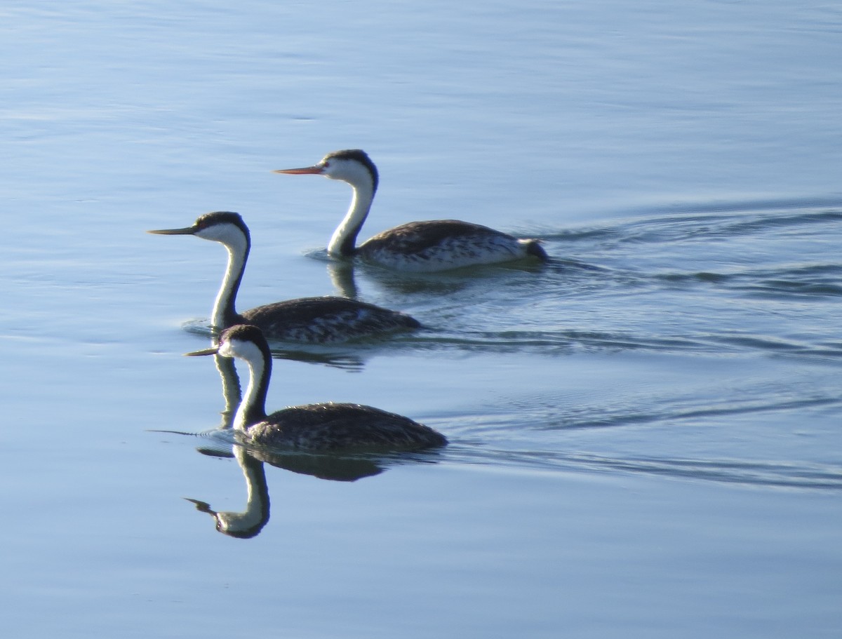 Western Grebe - ML99921671