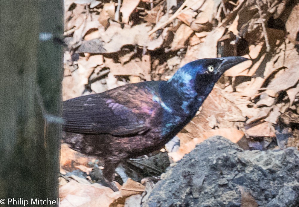 Common Grackle - ML99921711