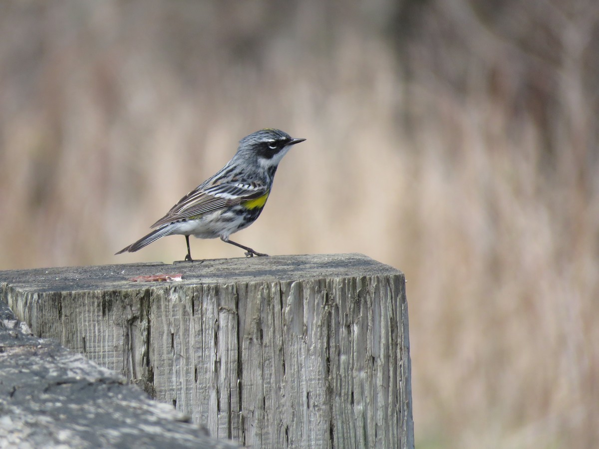 Yellow-rumped Warbler - Antoine Sénéchal