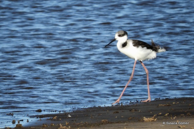 Black-necked Stilt - ML99923121