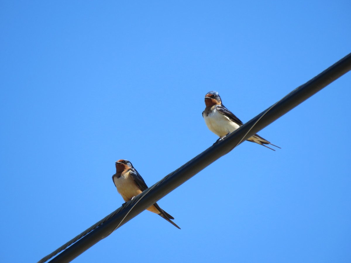 Асрын хараацай - ML99923601