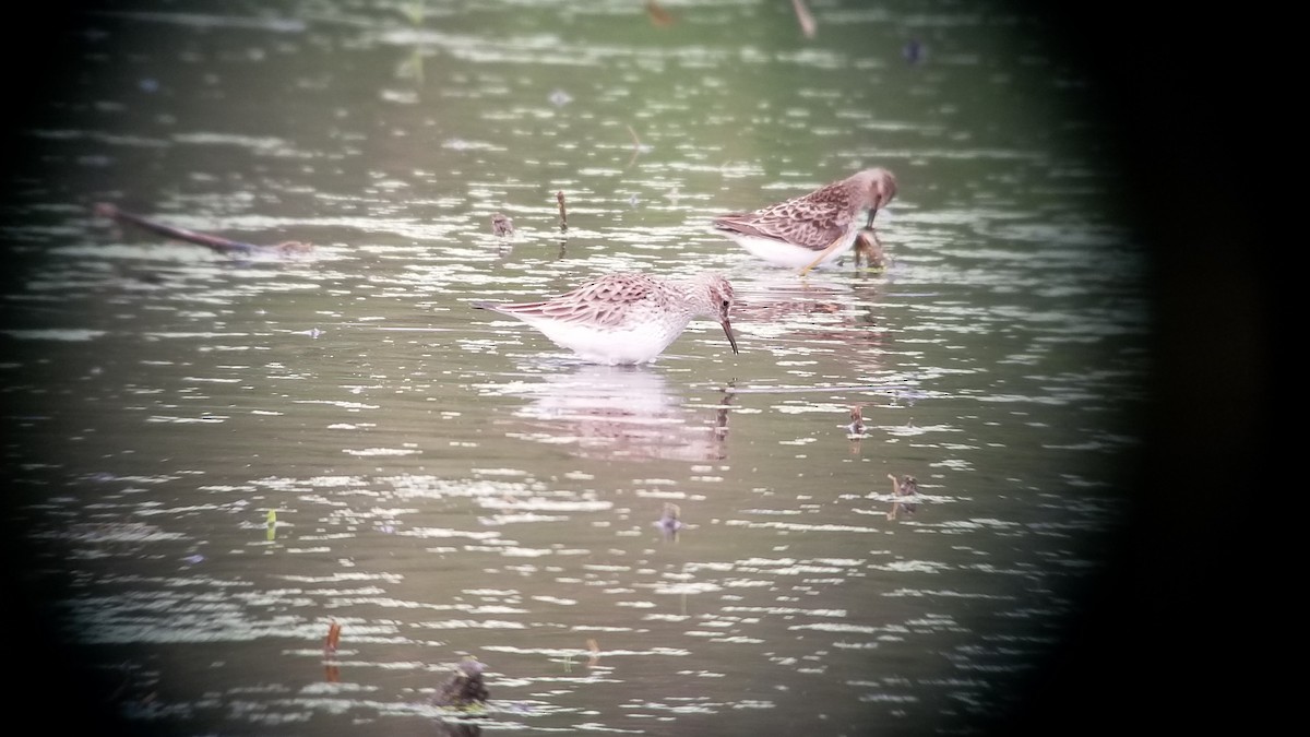 White-rumped Sandpiper - ML99923681