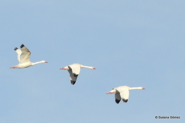 Coscoroba Swan - ML99924131