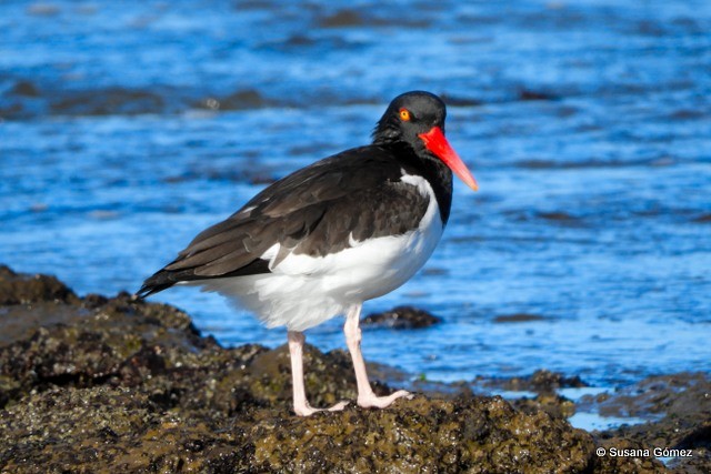 American Oystercatcher - ML99924221