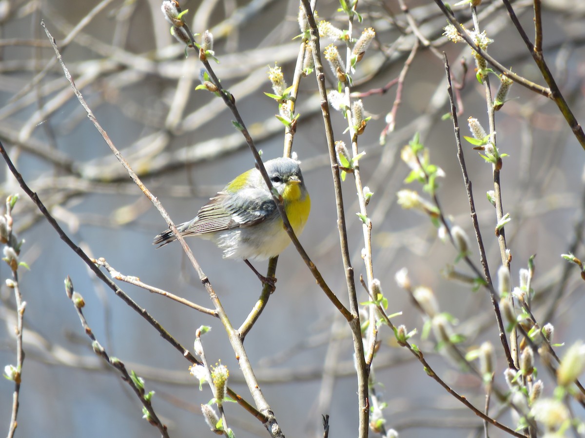 Northern Parula - ML99924291