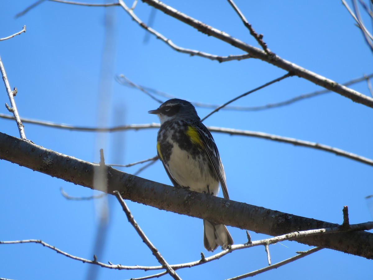 Yellow-rumped Warbler - ML99924361