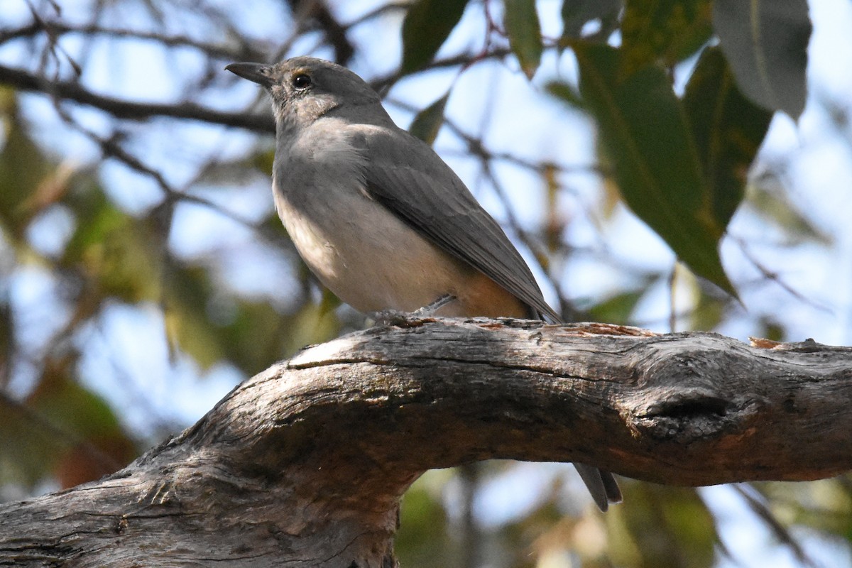 Gray Shrikethrush - ML99924861