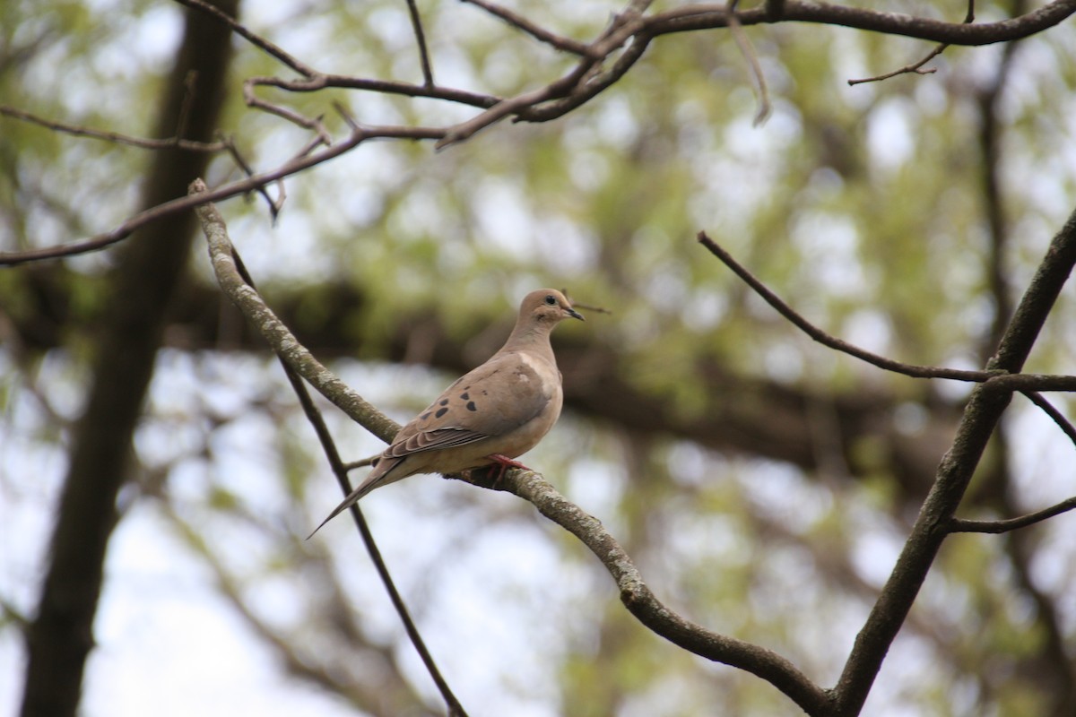 Mourning Dove - Matt Kauth