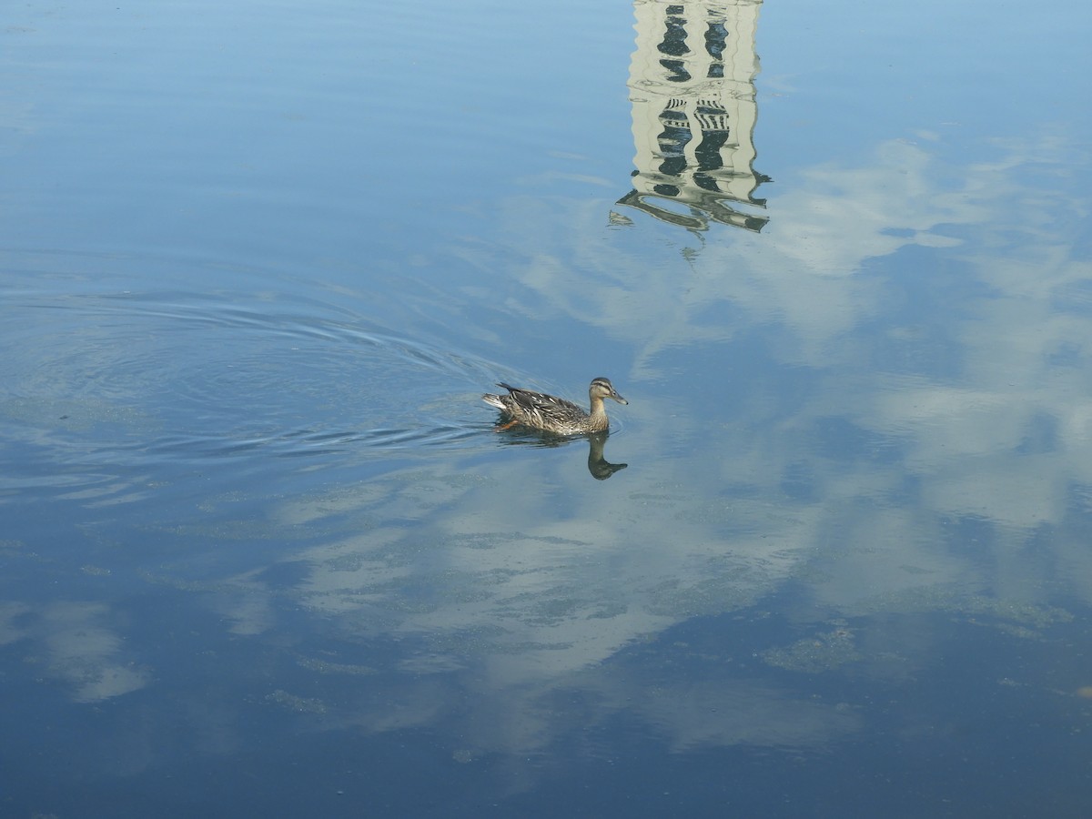 Mallard (Domestic type) - ML99925751